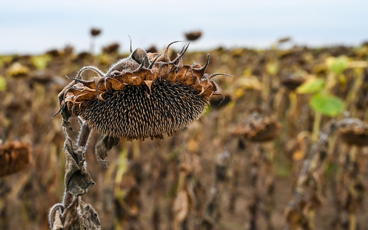 Ordonnance Novembre Gestion Risques Climatiques Agriculture